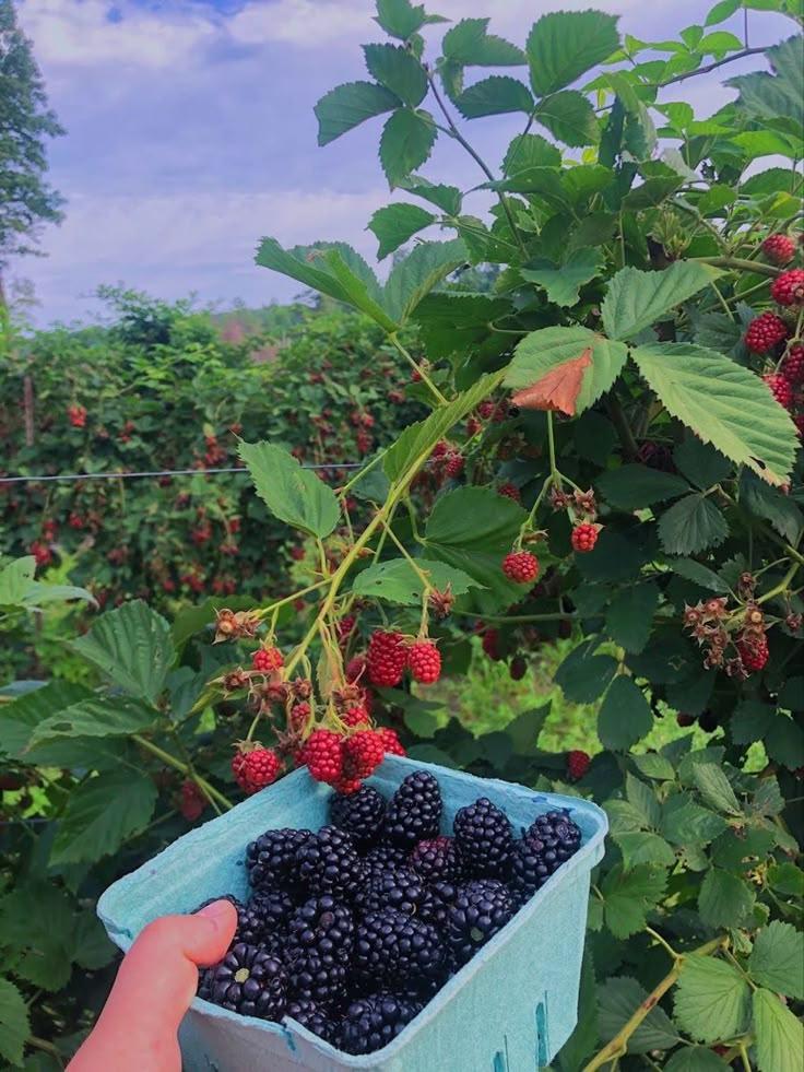 Farm's Whisper: Hand-Selected Berry Ensemble